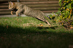 jumping Savannah