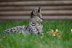 lying Savannah