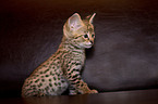 Savannah Kitten
