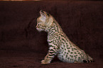 Savannah Kitten