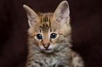 Savannah Kitten