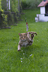 running Savannah cat