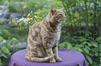 sitting Savannah cat