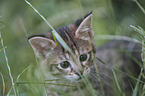 Savannah kitten portrait