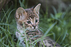 Savannah kitten portrait