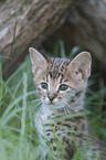 Savannah kitten portrait