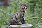 sitting Savannah kitten