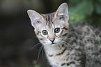 Savannah kitten portrait