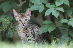 sitting Savannah kitten