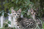 two Savannah kittens