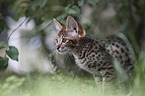 Savannah kitten