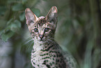 Savannah kitten portrait
