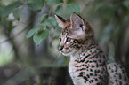 Savannah kitten portrait