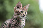 Savannah kitten portrait
