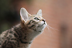 Savannah kitten portrait