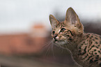 Savannah kitten portrait