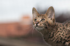 Savannah kitten portrait