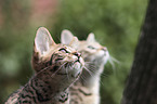 two Savannah kittens