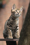 Savannah kitten