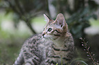 Savannah kitten