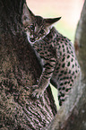Savannah kitten climbs on tree