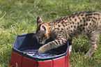 Savannah kitten