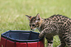 Savannah kitten