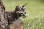 Savannah kitten portrait