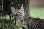 Savannah kitten portrait