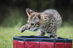 Savannah kitten