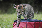 Savannah kitten