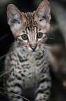 Savannah kitten portrait