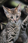 Savannah kitten portrait
