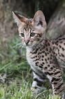 Savannah kitten portrait