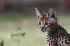 Savannah kitten portrait