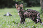 standing Savannah kitten