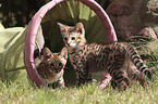 two Savannah kittens