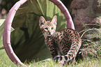 standing Savannah kitten