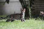 standing Savannah kitten