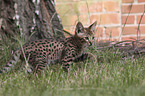 Savannah kitten