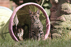 two Savannah kittens