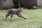 running Savannah kitten