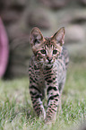 walking Savannah kitten