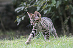 walking Savannah kitten