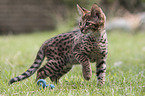 standing Savannah kitten