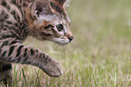 walking Savannah kitten