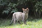 walking Savannah