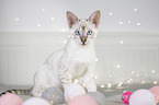 sitting Savannah