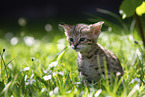 Savannah Kitten