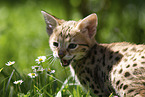 Savannah Kitten